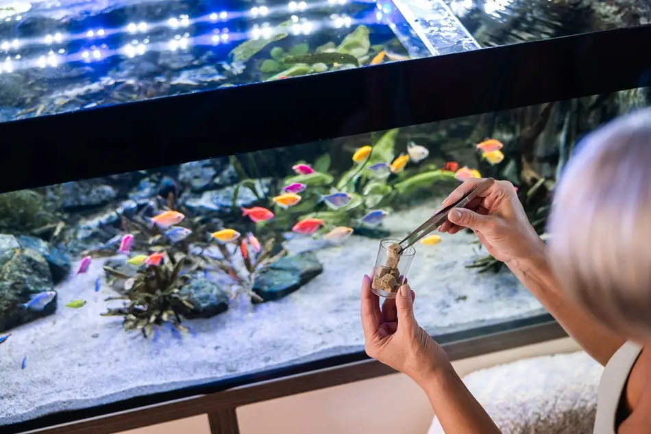 DIY Aquarium Decorations Using Safe and Biodegradable Adhesives Underwater