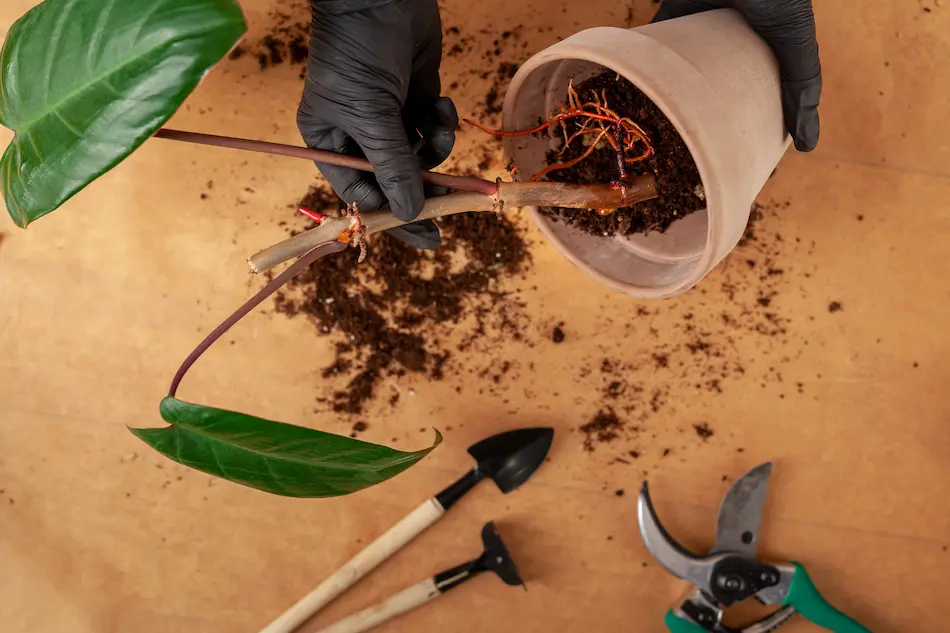 How to Repair Broken Plants Save Your Pot and Stem with LINKFLIX