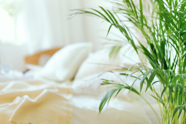 The Rise of Eco-Friendly Bedding