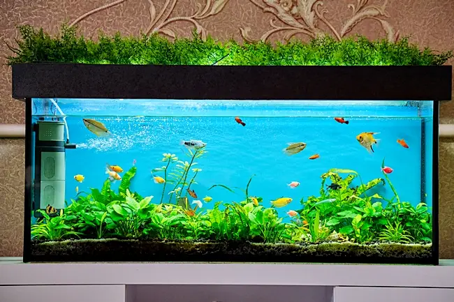 Why Use Biodegradable Adhesives in Your Aquarium?